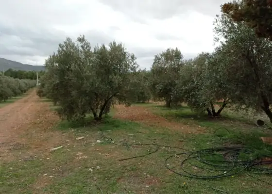 Finca Rústica en Valdepeñas, Carretara del Cristo