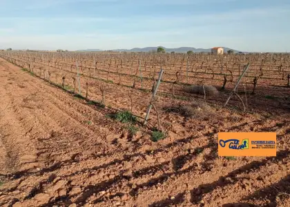 Finca Rústica en Valdepeñas, Carretera Daimiel en Valdepeñas