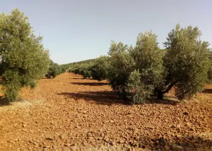 Finca Rústica en Valdepeñas, Carretera Torre Nueva en Valdepeñas