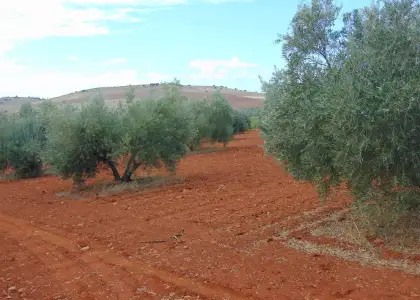 Finca Rústica en Valdepeñas, Nacional - IV en Valdepeñas