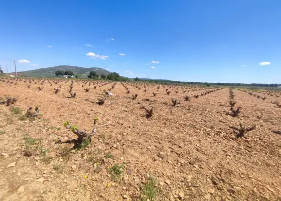 Finca Rústica en Valdepeñas, Valdepeñas
