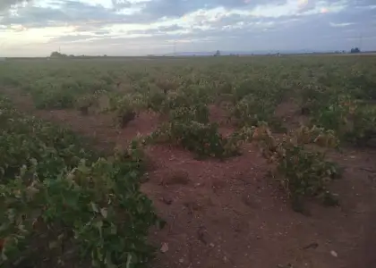Finca rústica en venta en Manzanares en Manzanares