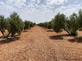 Finca Rústica Venta Membrilla, Membrilla