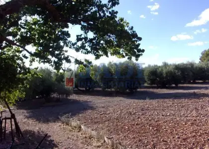 venta de finca rústica en Valdepeñas, CAMPO en Valdepeñas